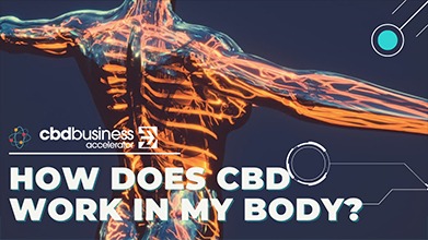 How Does CBD Work In My Body?